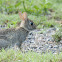 Eastern Cottontail