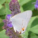 Gray hairstreak