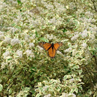 Monarch