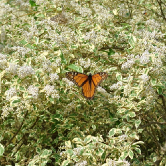 Spotting Image 1