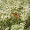 Monarch