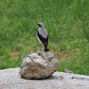 Wheatear