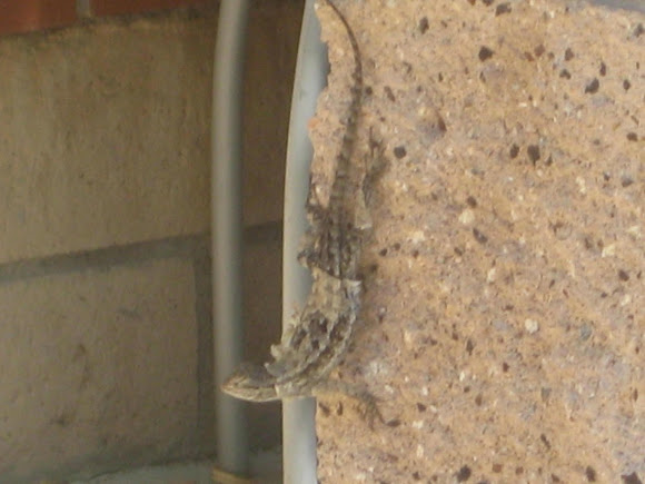 Spotting Image 1
