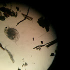 water flea