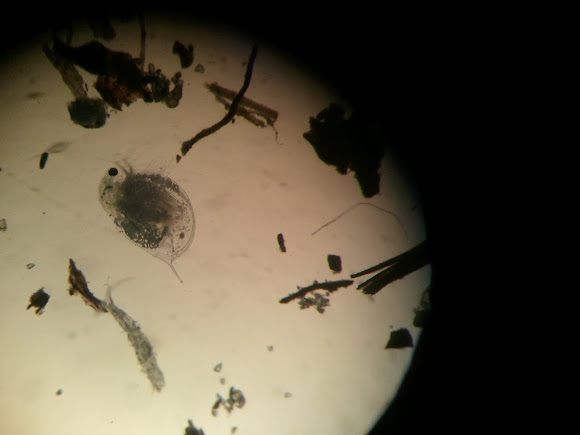 Spotting Image 1