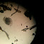 water flea