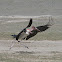 Marabou Stork