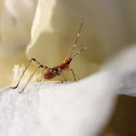 Scudder's Bush Katydid Nymph