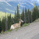 Bighorn Sheep