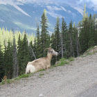 Bighorn Sheep