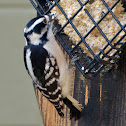 Downy Woodpecker (female)