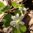 rue anemone