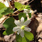 rue anemone