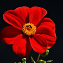 Zinnia