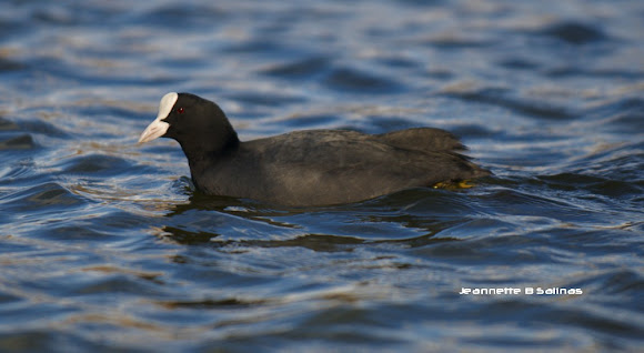 Spotting Image 1
