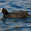 Eurasian Coot