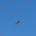 Brown Falcon
