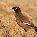 Indian Myna