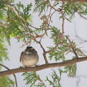 White-throated Sparrow