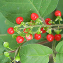 coralito - pigeonberry - bloodberry
