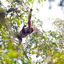 Colombian Red Howler Monkey