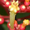 Firecracker vine