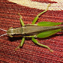 Grasshopper