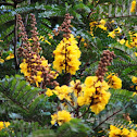 पीला गुलमोहर Yellow Flame Tree