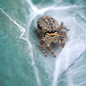 Bark Jumping Spider