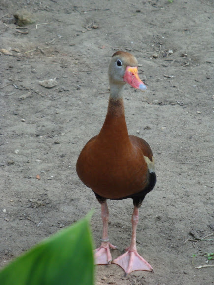 Spotting Image 1