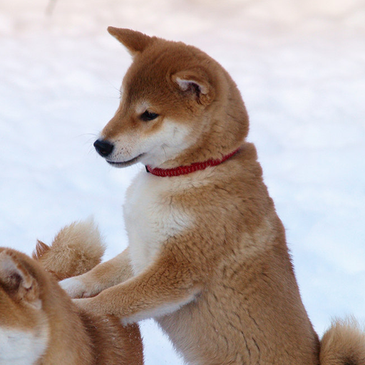 犬ぱずる LOGO-APP點子