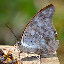 One-spotted Prepona  Butterfly