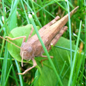 Carolina Grasshopper