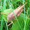 Carolina Grasshopper