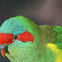 Musk Lorikeet