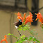 Purple-rumped Sunbird (Male)