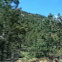 Blue Spruce