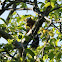 Eurasian Red Squirrel