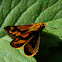 skipper