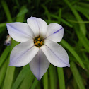 Flower?