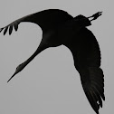 sandhill crane
