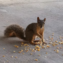 Squirrel