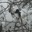Dark-eyed Junco