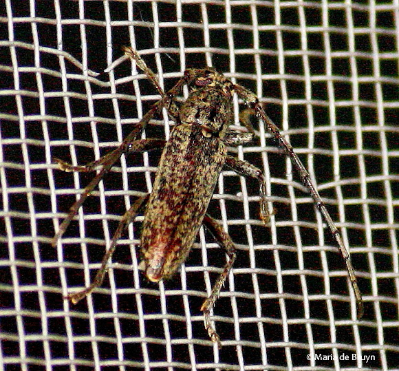 Spotting Image 1
