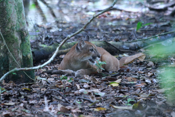 Costa Rican cougar | Project Noah