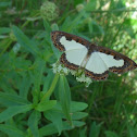 Pittheus Metalmark