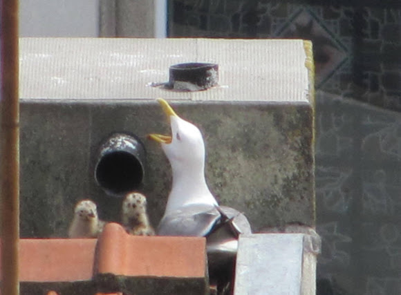 Spotting Image 1