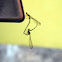 Damselflies