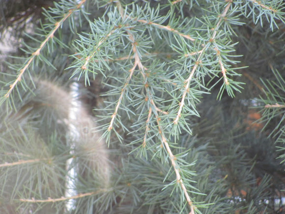 Spotting Image 1