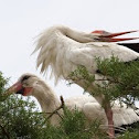 White Stork